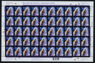 Canada 2409 Sheet Margined Leatherwing,  Beneficial Insect photo