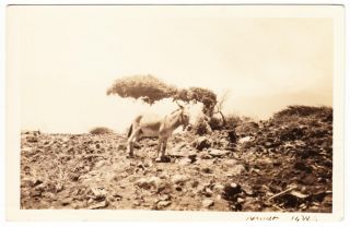 Aruba Donkey And Windblown Tree Rppc Postcard To Usa 1946 Cover photo