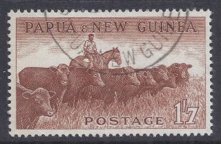 1958 - 1960 Papua Guinea 1/7d Cattle Fine Our Ref B7 photo