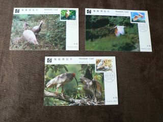 3 X 1984 China Maximum Cards: Birds,  Ibis photo