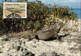 (70538) Maxicard - Turks Caicos - Iguana - 1986 photo