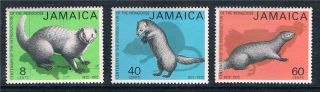 Jamaica 1973 Intro.  Of Mongoose Sg 365/7 photo