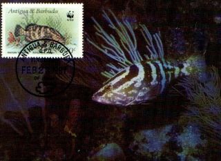 (72402) Maxicard - Antigua Barbados - Fish Nassau Grouper - 1987 photo