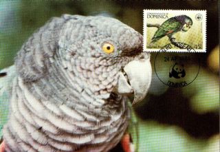 (72601) Maxicard - Dominica - Imperial Parrot 1984 photo