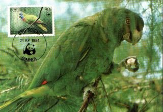 (72603) Maxicard - Dominica - Red Necked Parrot 1984 photo
