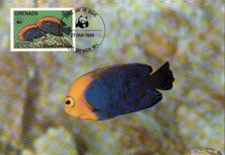 (72610) Maxicard - Grenada - Coral Reef Fish 1984 photo