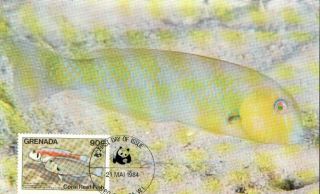 (72612) Maxicard - Grenada - Coral Reef Fish 1984 photo