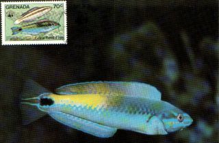 (72611) Maxicard - Grenada - Coral Reef Fish 1984 photo