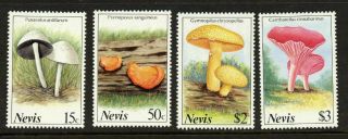 Nevis 552 - 5 Mushrooms photo