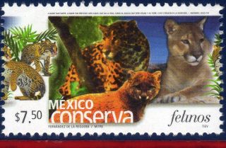 2424 Mexico 2005 - Conservation Cats (7.  50p),  Animals & Fauna,  Sc 2424, photo