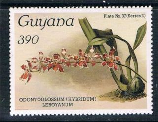Guyana 1987 Orchid Sg 2174 photo