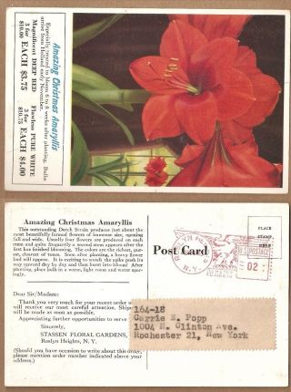 1955 Roslyn Heights Ny Meter Mail Stassen Floral Gardens Advertising Postcard photo
