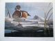 1991 Tx - 11 Texas Duck Stamp Print Signed W/ Stamp W/folio Back of Book photo 3