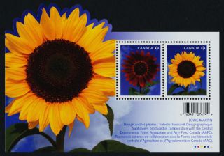 Canada 2440 Sunflowers photo