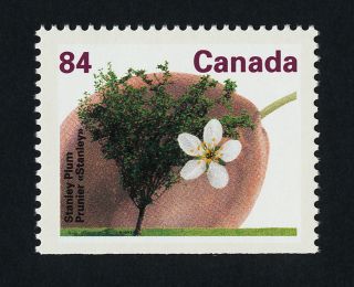 Canada 1371a Fruit,  Stanley Plum,  Flower photo