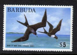 Barbuda 186 Frigate Bird photo