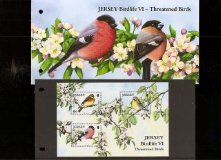 Jersey Presentation Pack Jersey Birdlife Vi - Threatened Birds Miniature Sheet photo