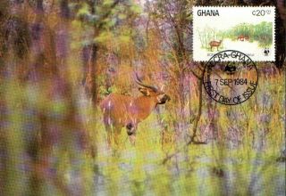 (72347) Maxicard - Ghana - Antelope 1984 photo