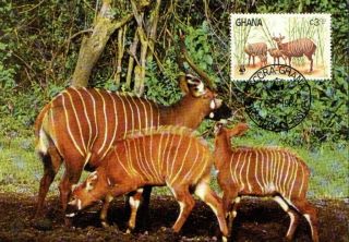 (72350) Maxicard - Ghana - Antelope 1984 photo