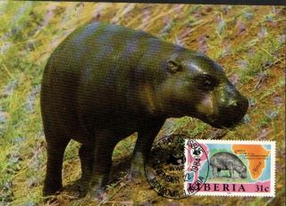 (72359) Maxicard - Liberia - Hippopotamus 1984 photo