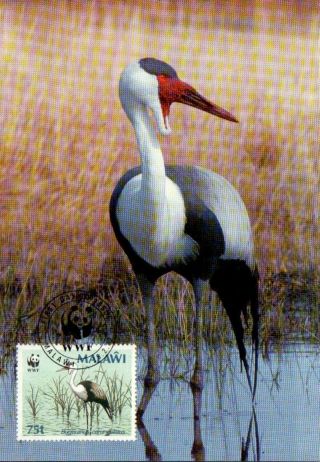 (72395) Maxicard - Malawi - Wattled Crane - 1987 photo