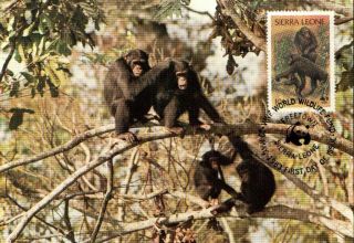(72511) Maxicard - Sierra Leone - Chimpanzee 1983 photo
