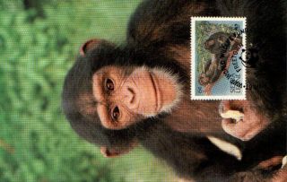 (72513) Maxicard - Sierra Leone - Chimpanzee 1983 photo
