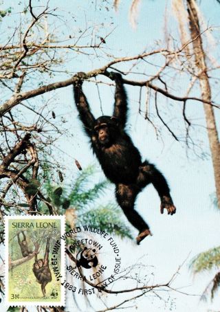 (72514) Maxicard - Sierra Leone - Chimpanzee 1983 photo