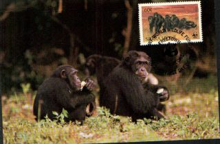 (72512) Maxicard - Sierra Leone - Chimpanzee 1983 photo