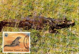 (72501) Maxicard - Congo - Crocodile - 1987 photo