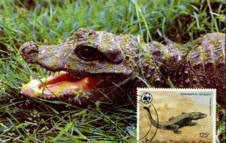 (72503) Maxicard - Congo - Crocodile - 1987 photo