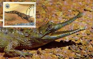 (72504) Maxicard - Congo - Crocodile - 1987 photo