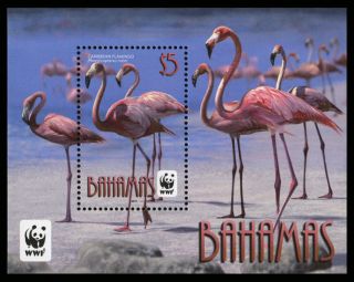 Bahamas 2012 Wwf Flamingos 1v Ms photo