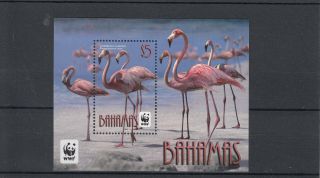 Bahamas 2012 Endangered Species Carribean Flamingo Sg Ms1620 Wwf Birds photo
