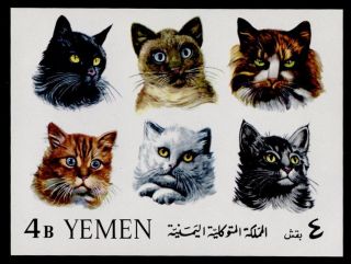 Yemen Mibk22 Domestic Cats photo