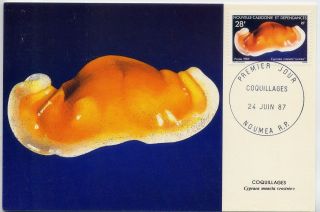 Cypraea Moneta Rostrate Stamp France Caledonia Postcard Cancel Cover photo