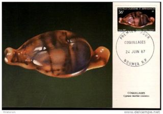 Cypraea Martini Niger Rostrate Stamp France Caledonia Postcard Cancel Cover photo