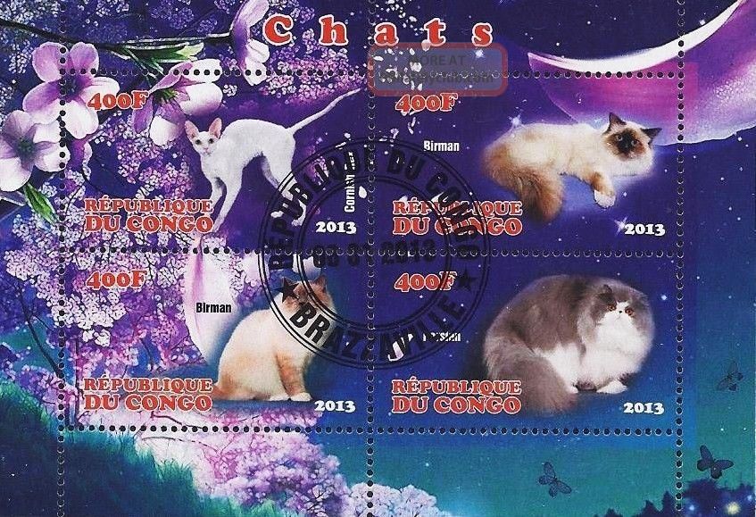 2013 Republic Of Congo Postage Mini - Sheet Of 4 Cats Feline Persian Birman Cto Animal Kingdom photo