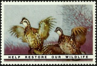 Northern Bobwhite,  National Wildlife Federation Year 1938 Reprinted In 1987, photo