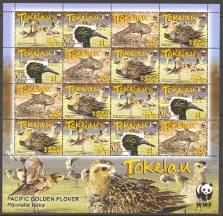 Tokelau 2007 Wwf Birds Pacific Golden Plover Sheet Of 16 photo