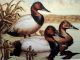 Duck Stamp Litho Washington Ray Nichol Signed 1987 Numbered Great Detail 14x12 Back of Book photo 3