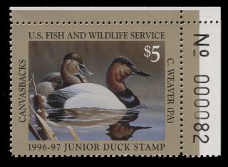 1996 Jds4 Junior Duck Stamp.  Canvasbacks,  Plate Single Vf - Xf photo