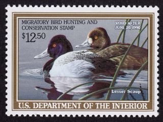 Us Rw56 Federal Duck Stamp - Never Hinged - 1989 Stamp photo