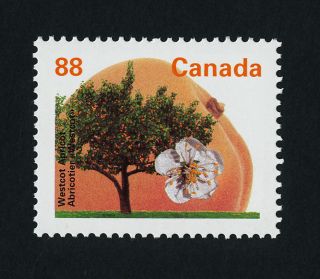 Canada 1373 Westcot Apricot Tree,  Fruit,  Flower photo