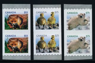 Canada 2427 - 9 Coil Pairs Red Fox,  Canada Geese,  Polar Bear,  Baby Wildlife photo