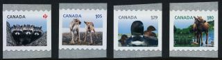 Canada 2506 - 9 Baby Animals,  Caribou,  Racoons,  Loons,  Moose photo