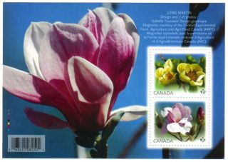 Canada - 2621 Magnolias Souvenir Sheet (flowers) - photo