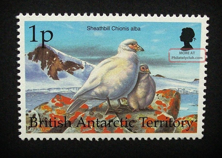 British Antarctic Territory Qeii 1p Bird Stamp C1993 Snowy Sheathbill,  Um,  A915 British Colonies & Territories photo
