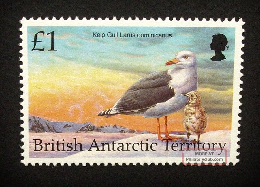 British Antarctic Territory Qeii £1 Bird Stamp C1993 Kelp Gull,  Um,  A919 British Colonies & Territories photo