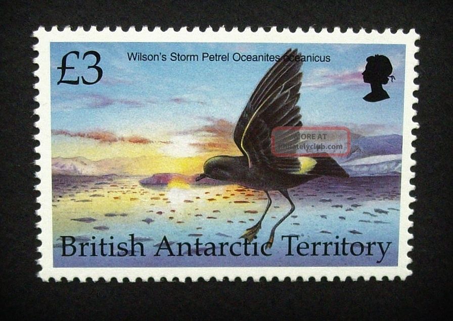 British Antarctic Territory Qeii £3 Bird Stamp C1993 Wilson ' S Petrel,  Um,  A920 British Colonies & Territories photo